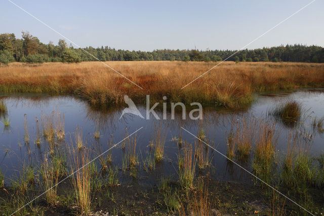 Purple Moor-grass (Molinia caerulea)