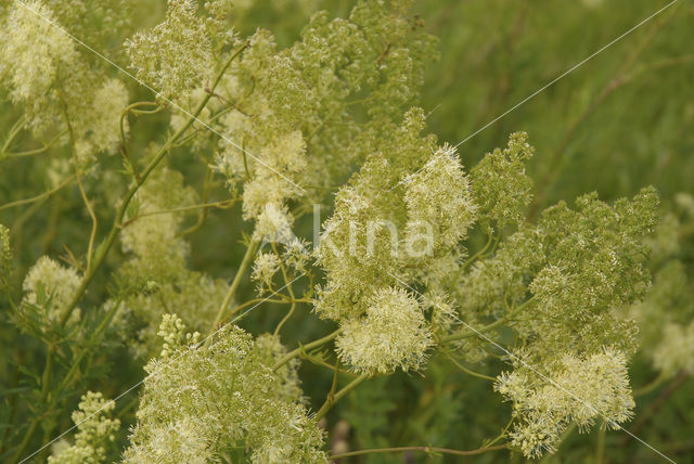 Common Meadow-rue (Thalictrum flavum)