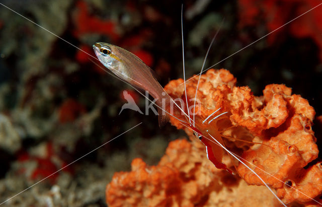 Cleaner shrimp (Lysmata grabhami)