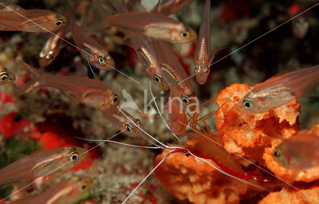 Cleaner shrimp (Lysmata grabhami)