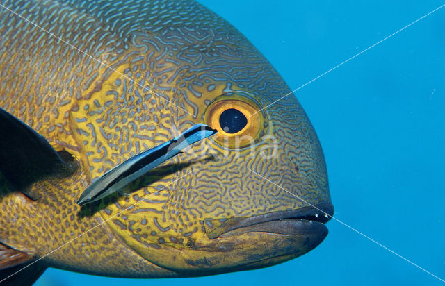 Cleaner fish