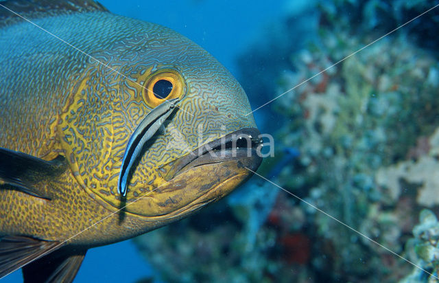 Cleaner fish