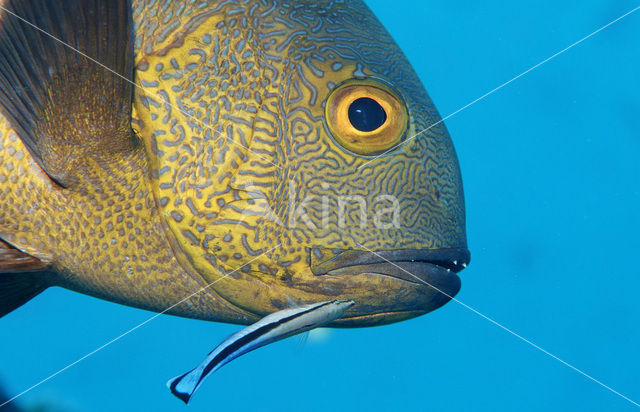 Cleaner fish