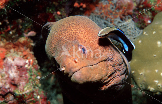 Cleaner fish