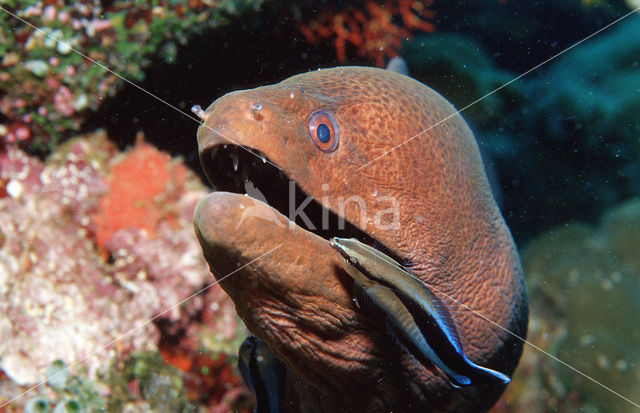 Cleaner fish