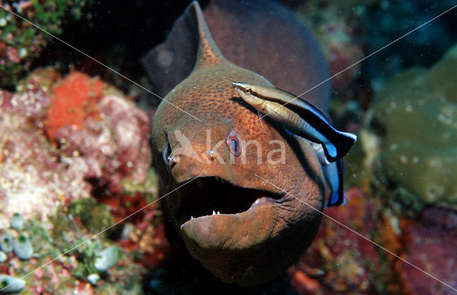 Cleaner fish