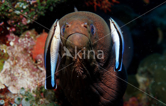 Cleaner fish