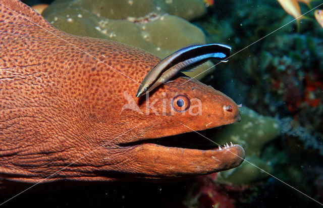 Cleaner fish