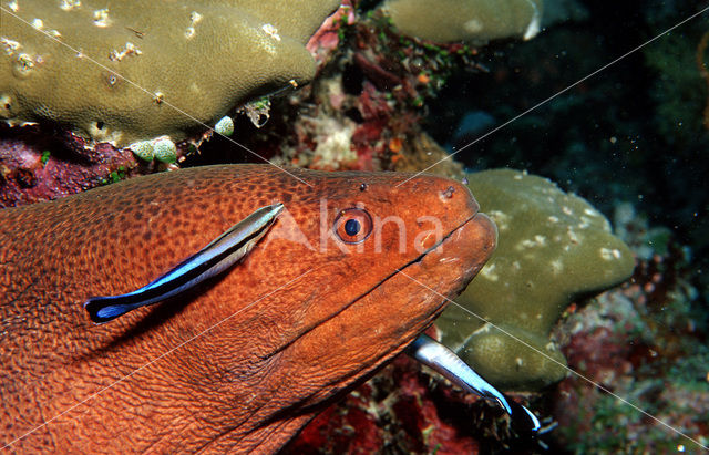 Cleaner fish