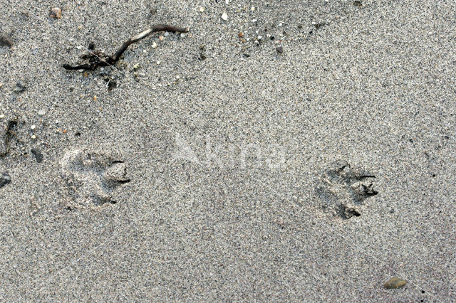 Arctic fox (Alopex lagopus)