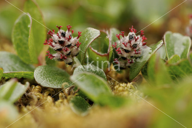 polar willow (Salix polaris)