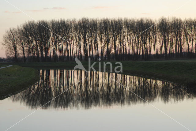 Populier (Populus spec.)