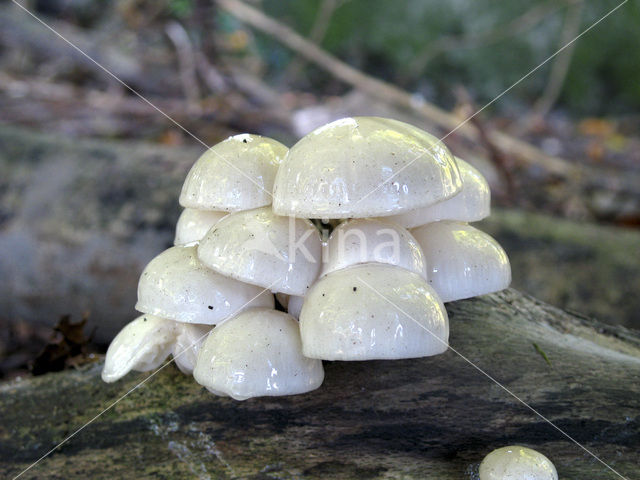Porcelain fungus (Oudemansiella mucida)