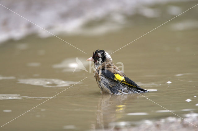 European Goldfinch (Carduelis carduelis)