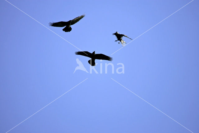 Common Raven (Corvus corax)