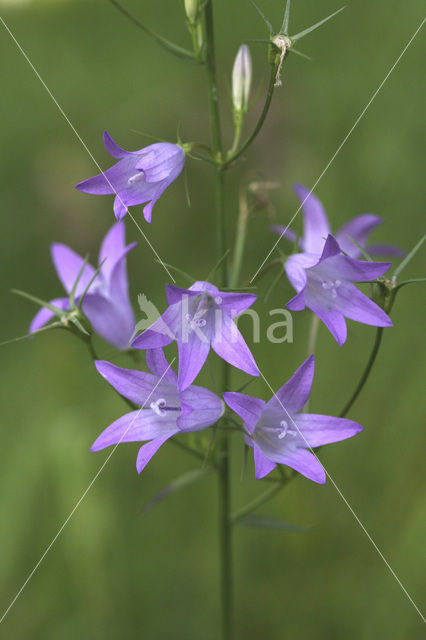 Rampion Bellflower (Campanula rapunculus)
