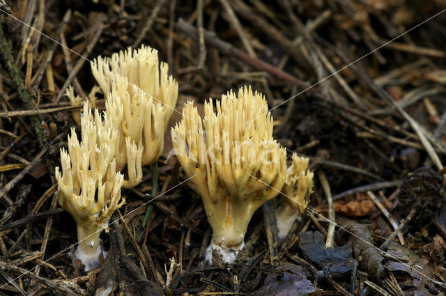 Upright coral (Ramaria stricta)