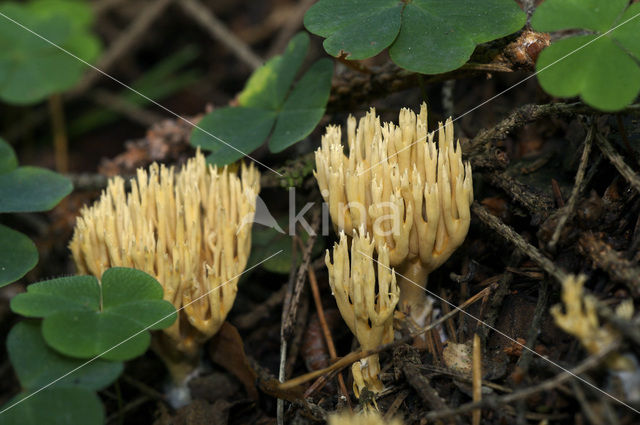 Upright coral (Ramaria stricta)