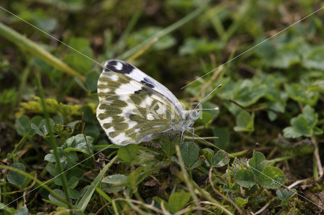 Bath White (Pontia daplidice)