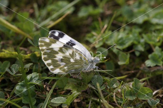 Resedawitje (Pontia daplidice)