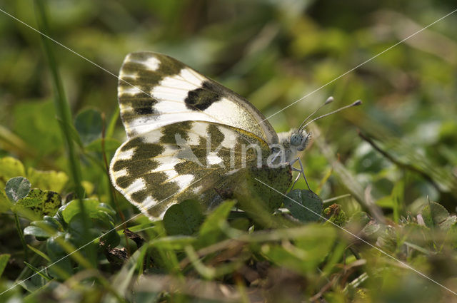 Bath White (Pontia daplidice)