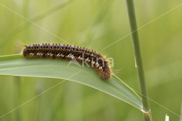 Rietvink (Euthrix potatoria)