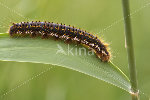 The Drinker (Euthrix potatoria)