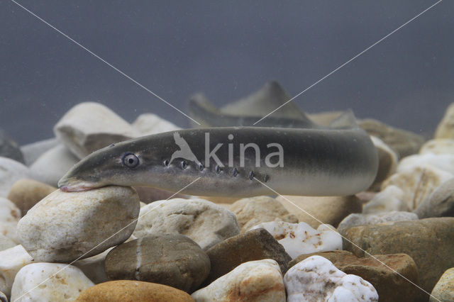 Lampern (Lampetra fluviatilis)