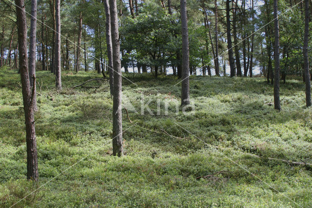 Bog Cranberry