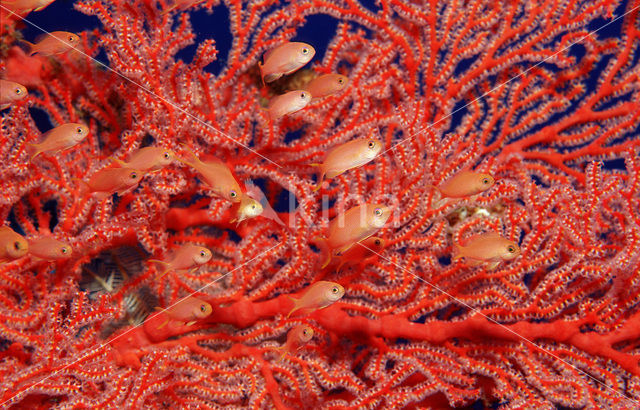 Rode vlaggebaars (Pseudanthias squamipinnis)