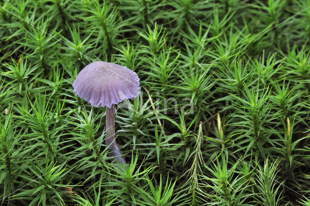 Amethyst Deceiver (Laccaria amethystina)