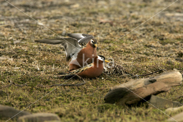 Red Phalarope (Phalaropus fulicarius)