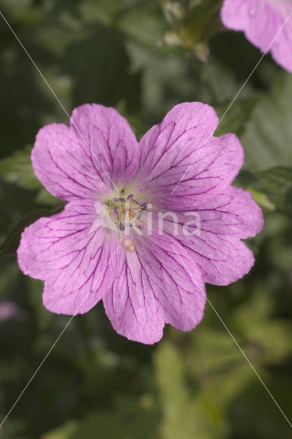 Crane’s-bill (Geranium endressii)