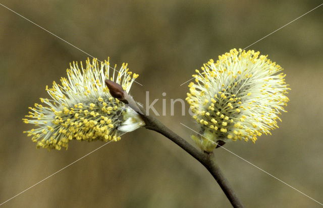 White Willow (Salix alba)