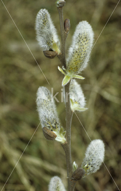 White Willow (Salix alba)