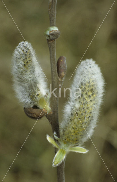 Schietwilg (Salix alba)