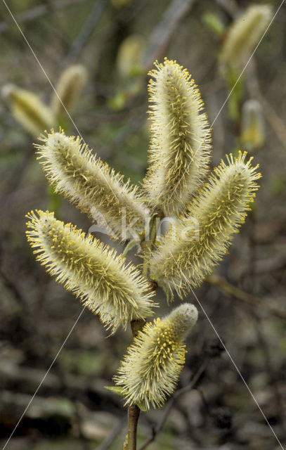 White Willow (Salix alba)