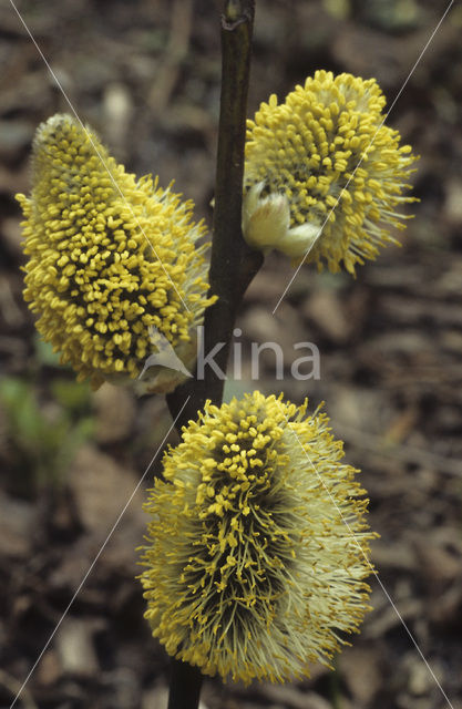 White Willow (Salix alba)