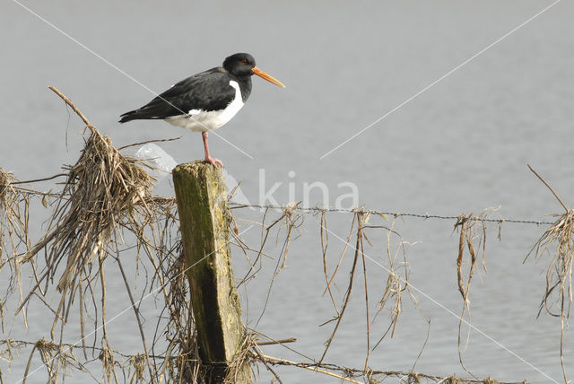 Oystercatcher (Haematopus ostralegus)