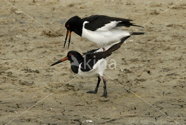 Oystercatcher (Haematopus ostralegus)