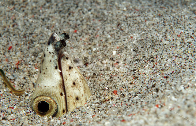 Dark-shouldered snake eel (Ophichthus cephalozona)