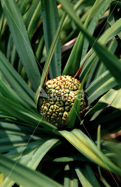 Schroefpalm (Pandanus spec.)