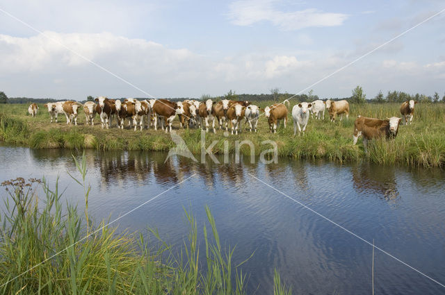 Simmentaler (Bos domesticus)