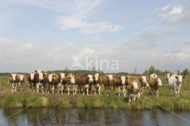 Simmentaler Koe (Bos domesticus)