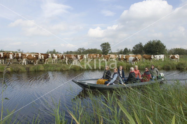 Simmentaler Koe (Bos domesticus)