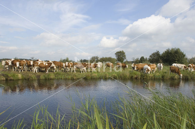 Simmentaler Koe (Bos domesticus)