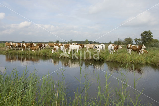 Simmentaler Koe (Bos domesticus)