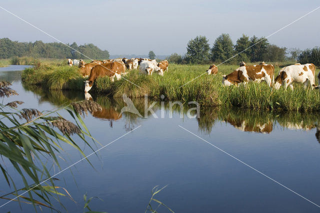 Simmentaler Koe (Bos domesticus)