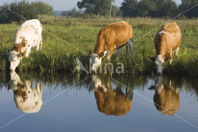 Simmentaler (Bos domesticus)