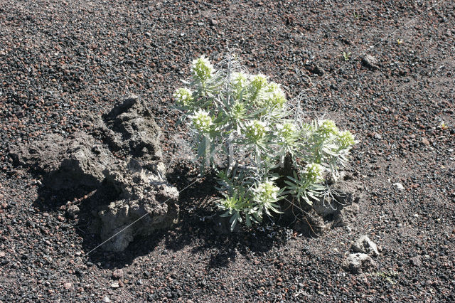vipersbugloss (Echium brevirame)